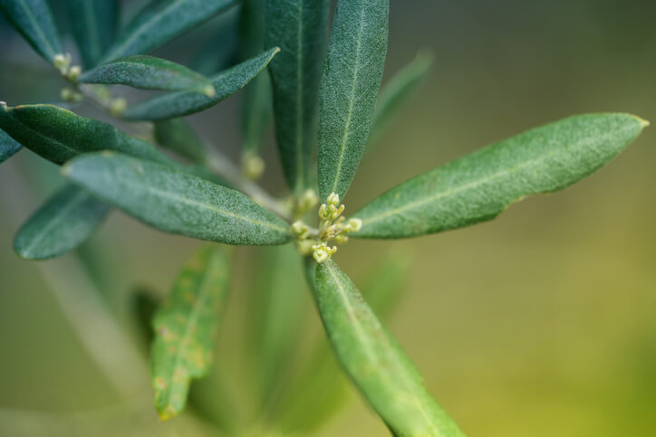 Mechanische Entfernung durch Abkratzen