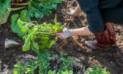 Meerrettich im Garten und im Topf pflanzen