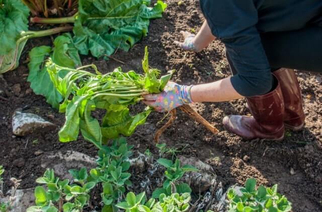 Meerrettich im Garten und im Topf pflanzen