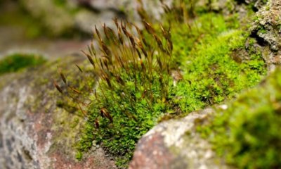 Moos richtig mit Samen vermehren