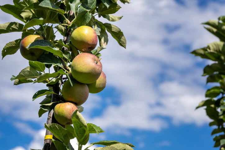 Müssen Säulenäpfel zurückgeschnitten werden