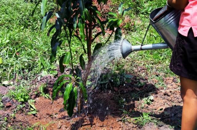 Obstbäume gießen - so viel Wasser ist sinnvoll