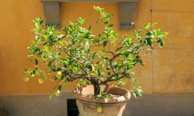 Obstbaum im Kübel kultivieren - Tipps und Tricks