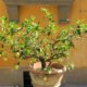 Obstbaum im Kübel kultivieren - Tipps und Tricks