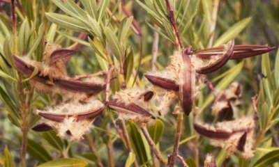 Oleander aus Samen oder Zweigen ziehen