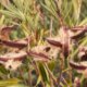 Oleander aus Samen oder Zweigen ziehen