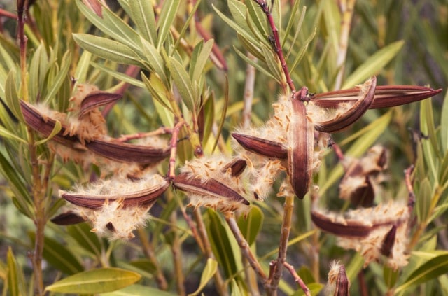Oleander aus Samen oder Zweigen ziehen
