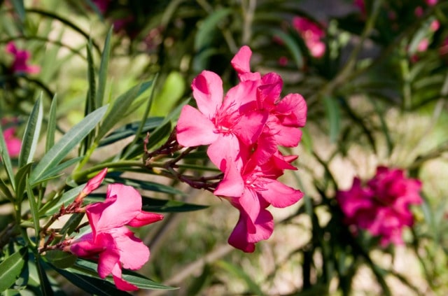 Oleander - die schönsten Sorten im Überblick
