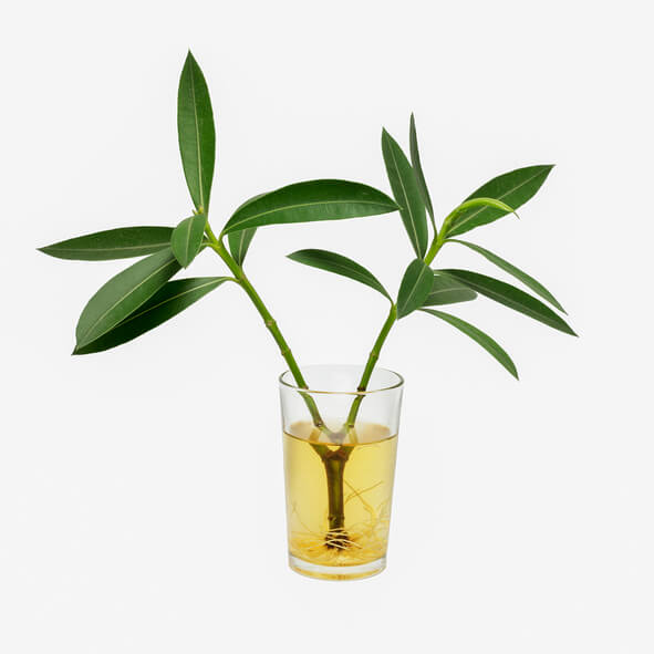 Oleander durch Stecklinge vermehren