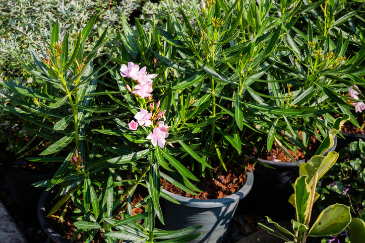 Oleander durch Teilung vermehren