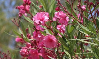 Oleander selber züchten