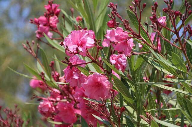 Oleander selber züchten