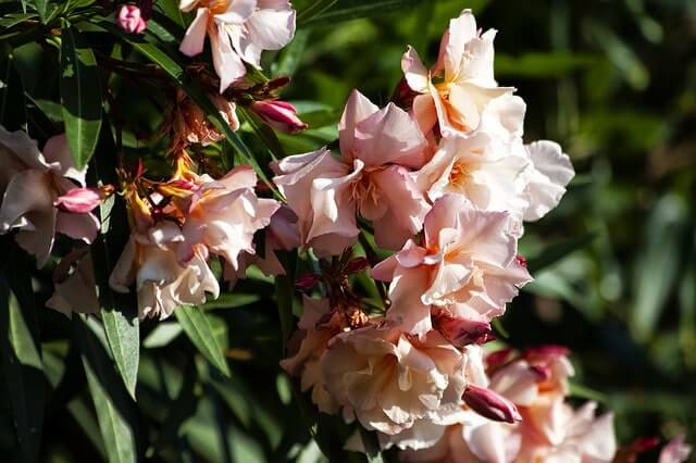 Oleander vertrocknet - was tun
