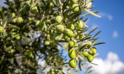Olivenbaum - mit diesen Preisen müssen Sie rechnen