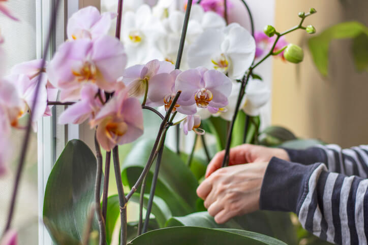 Orchidee an den Tropf