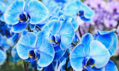 Orchideen selber färben - Tipps und Tricks