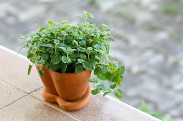 Oregano im Topf halten