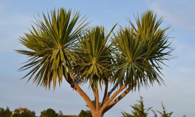 Palme wächst nicht in die Höhe - was tun