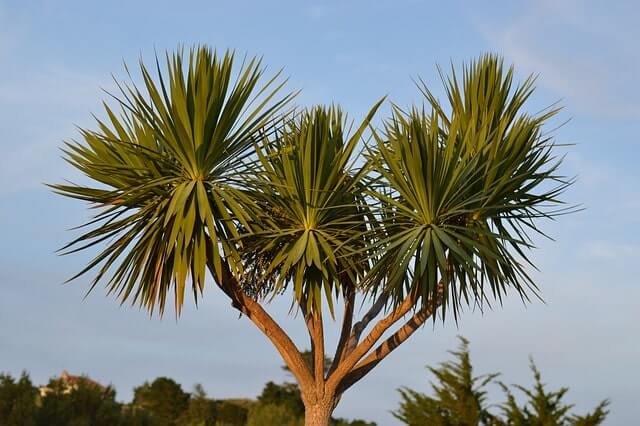Palme wächst nicht in die Höhe - was tun