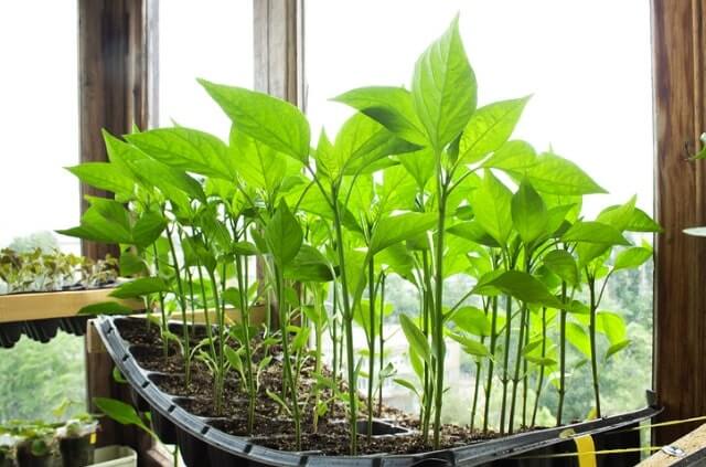 Paprika aus Kernen selber ziehen