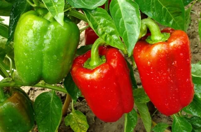 Paprika säen und pikieren