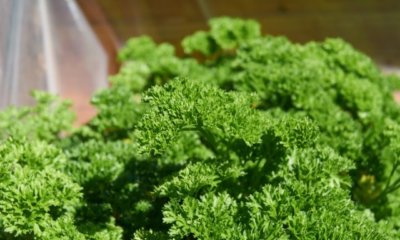 Petersilie auf dem Balkon säen