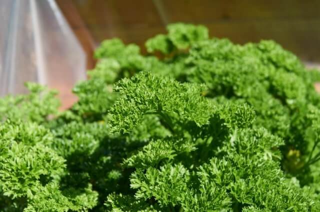 Petersilie auf dem Balkon säen