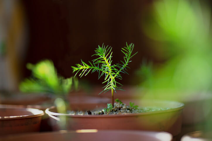 Pflege der Jungpflanzen