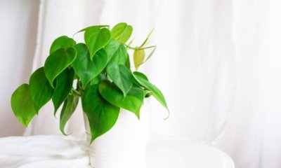 Philodendron - Übersicht der schönsten Arten