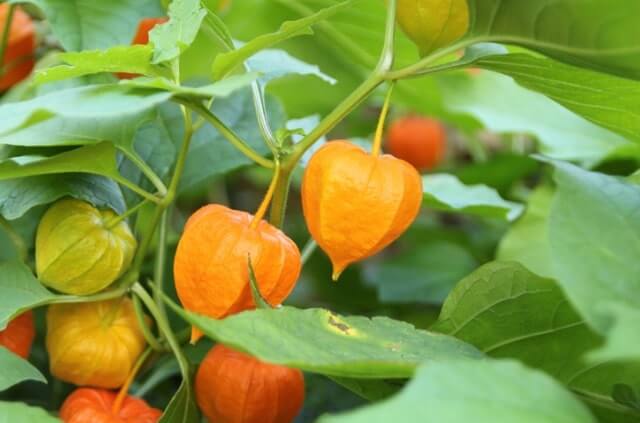 Physalis Samen keimen nicht - was tun