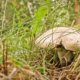 Pilze - Vermehrung durch Sporen