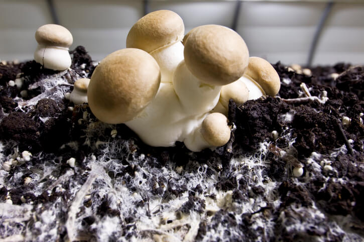 Pilzzucht mit Hilfe eines Pilzzuchtsets- Phase des Wachstums