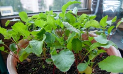 Radieschen im Hochbeet und auf dem Balkon pflanzen