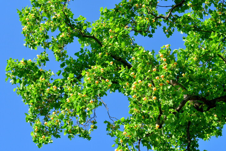 Radikaler Verschnitt