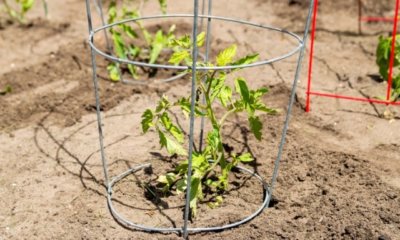 Rankhilfe für Tomaten selber bauen