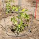 Rankhilfe für Tomaten selber bauen