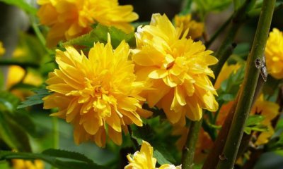 Ranunkelstrauch im Herbst schneiden