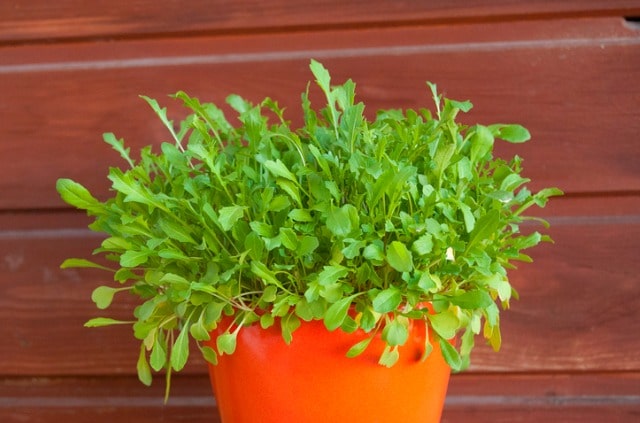 Rauke im Topf pflanzen