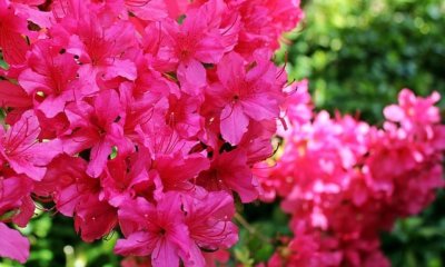 Rhododendron - Standort, Boden und Pflege
