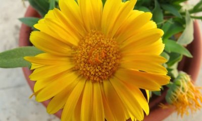 Ringelblume im Topf pflanzen