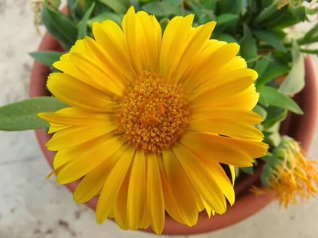 Ringelblume im Topf pflanzen