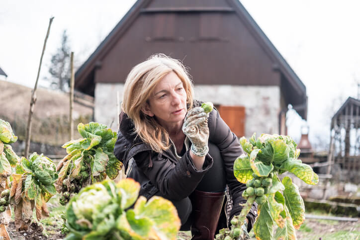 Röschen-Ernte - wie geht das am effektivsten