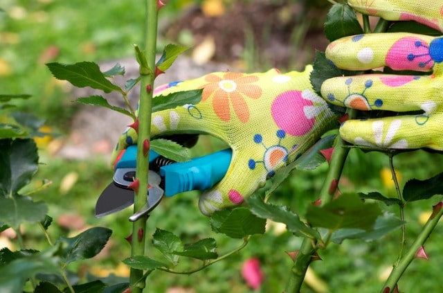 Rosen richtig anschneiden - nützliche Tipps