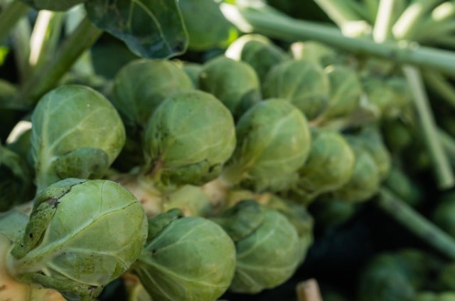 Rosenkohl ernten und lagern - Profi-Tipps