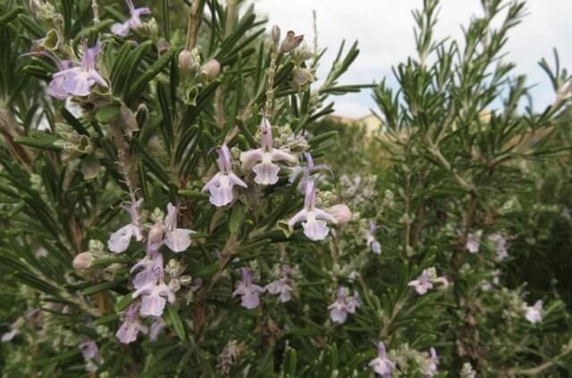 Rosmarin hat Läuse - was tun