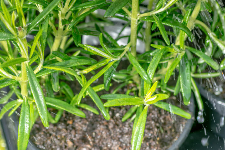 ᐅ Rosmarin hat Läuse - was tun? Nützliche Tipps