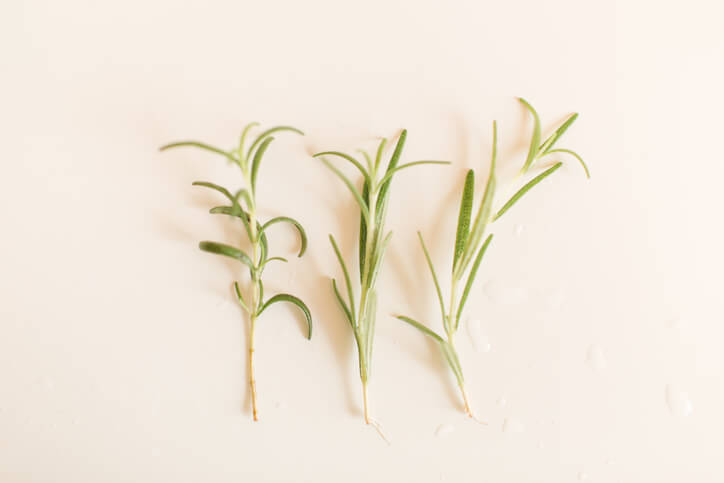 Rosmarinstecklinge im Wasser bewurzeln