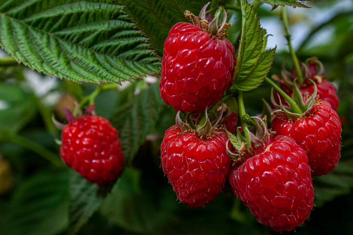 Rote Himbeere Korbfüller