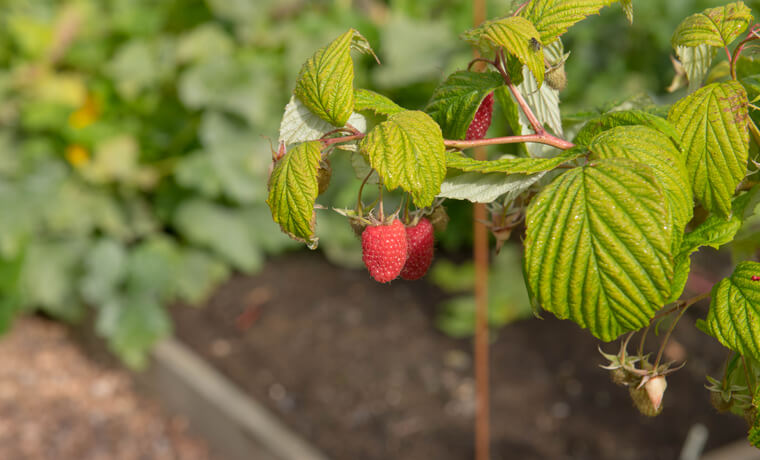 Rote Himbeere Polka
