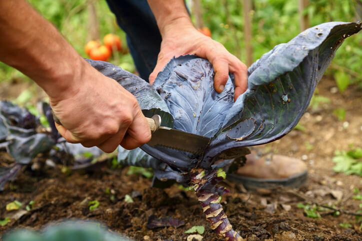 Rotkohl ernten